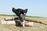 BORDER COLLIE 187